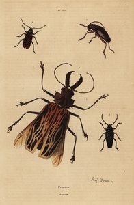 Dorysthenes paradoxus, Macrodontia cervicornis, vulnerable, Elateropsis lineatus and Prionus versicolor by Unbekannt