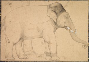 Drawing of an Elephant, c. 1700 by Unbekannt