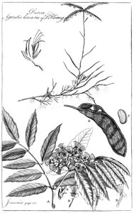 Durva Agrostis Linearis of Dr Koenig by Unbekannt