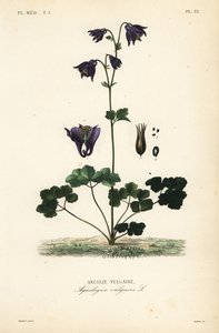 European columbine by Unbekannt