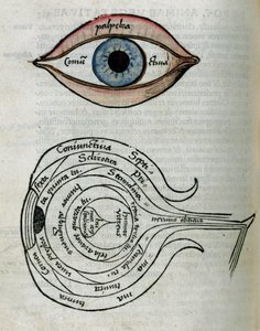 Structure of the eye by Unbekannt