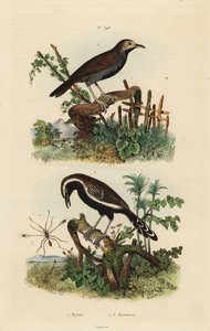 Fairyfly, Mymar pulchellum, southern white-fringed antwren, Formicivora grisea and black-throated antbird, Myrmophylax atrothorax melanura by Unbekannt