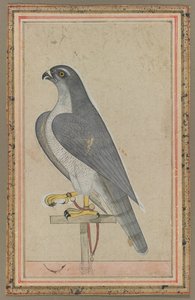 Falcon, c. 1770 by Unbekannt