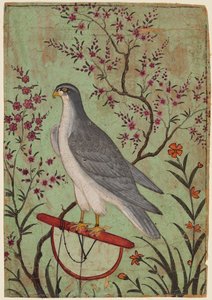 Falcon on a Perch by Unbekannt