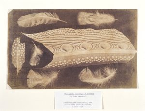 Feathers, c. 1840
