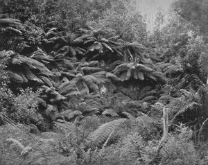 Fern-Tree Valley, Under Mount Wellington by Unbekannt