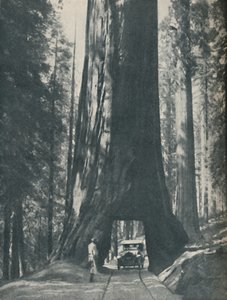 Fine Specimen of the Largest Organism That Ever Lived, c. 1935 by Unbekannt