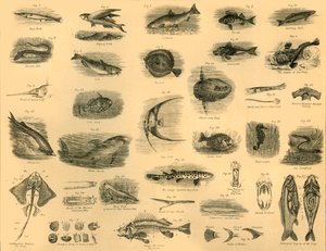 Fishes, c1910