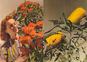 Flowering Gum and Banksia by Unbekannt