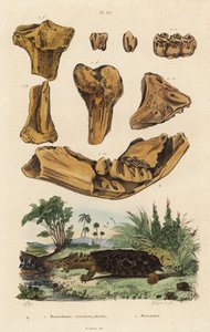 Fossil bones of an extinct American mastodon, Mammut americanum, and mata mata, Chelus fimbriata by Unbekannt
