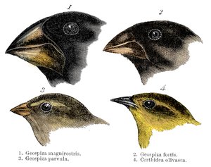 Four of the species of finch observed by Darwin on the Galapagos Islands by Unbekannt