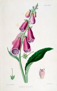 Foxglove Digitalis Purpurea by Unbekannt