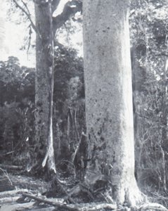 Giant Kauri Tree, late 19th-early 20th century