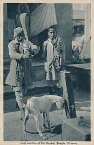 Goat sacrifice at the Monkey Temple, Benares by Unbekannt