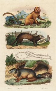 Golden lion tamarin, Leontopithecus rosalia, endangered, alpine marmot, Marmota marmota and den, and ferret or polecat, Mustela putorius by Unbekannt