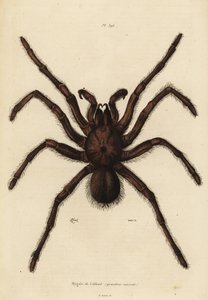 Goliath birdeater spider, Theraphosa blondi