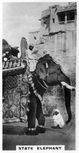 Government Elephant in State Costume, South India
