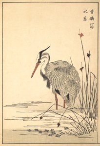 Gray Heron Aosagi and Mizu-aoi Plant by Unbekannt