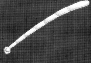 Great comet of 1680 Kirch as it appeared as it approached the Sun by Unbekannt
