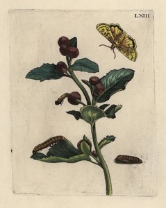 Greater burdock with moth, caterpillar and pupa by Unbekannt