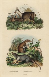 Greater white-toothed shrew, Crocidura russula, grey musk shrew, Suncus murinus and dusky musk deer, Moschus fuscus, endangered