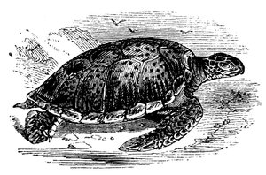 Green Turtle Chelone mydas, c1890 by Unbekannt