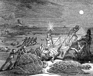 Green Turtles and Loggerhead Turtles Captured on Coast of Cuba, 1832 by Unbekannt