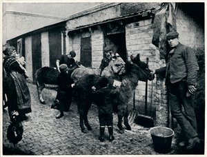 Grooming Costers Donkeys, London, c. 1903