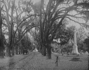 Hanging Moss on Live-Oak, Savannah, Georgia, c. 1897