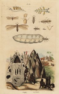 Harvester Termite and Mounds, and Sea Slug by Unbekannt