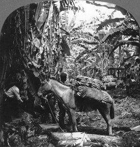 Harvesting Bananas, Costa Rica, 1909
