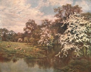 Hawthorn Blossoms
