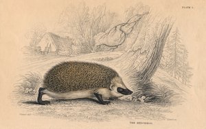 Hedgehog Erinaceus europeas