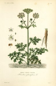 Hogweed or Cow Parsnip