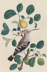 Hoopoe on a Citrus Tree Branch by Unbekannt