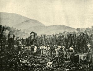 Hop Picking in Tasmania