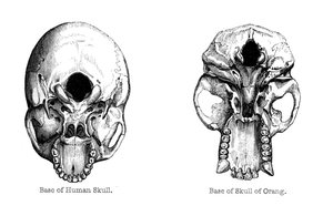 Human and orang-utan skulls, 1848