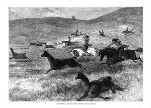 Hunting Guanacos with the Bolas, South America