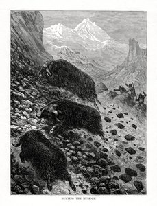 Hunting the Musk-Ox by Unbekannt