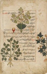Illustrated Double Folio Depicting Thistles and Other Medicinal Plants