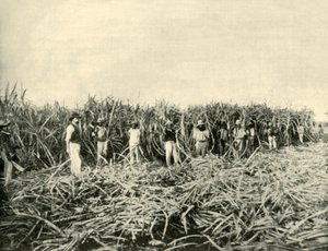 In a Queensland Sugar Plantation by Unbekannt