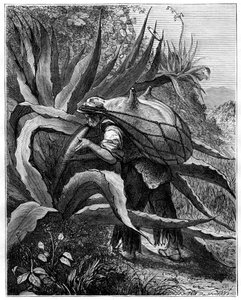 Indian extracting pulque, Mexico