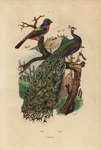 Indian Peafowl and Parrotfinch