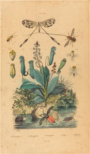 Insects and Flowers by Unbekannt