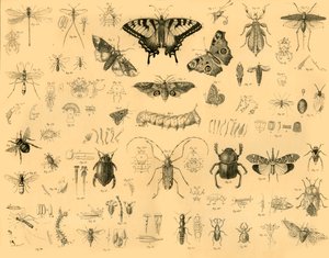 Insects