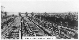 Irrigating Grape Vines, Australia, 1928 by Unbekannt