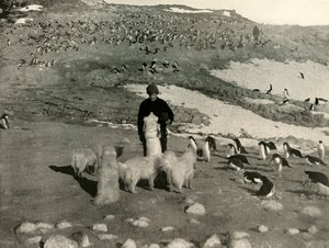 Joyce and the Dogs in the Penguin Rookery by Unbekannt