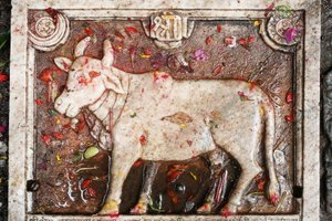 Kamdhenu sacred cow, Shesh Narayana, Nepal by Unbekannt