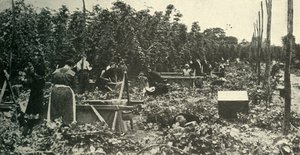 Kent Hops