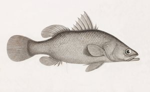 The Perch Latous